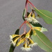 Eucalyptus fergusonii dorsiventralis - Photo (c) Dean Nicolle, algunos derechos reservados (CC BY-NC), subido por Dean Nicolle