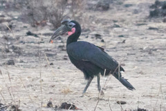 Bucorvus abyssinicus