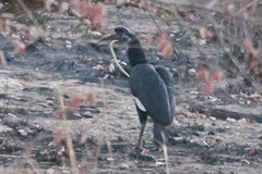 Bucorvus abyssinicus