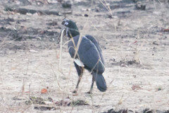 Bucorvus abyssinicus