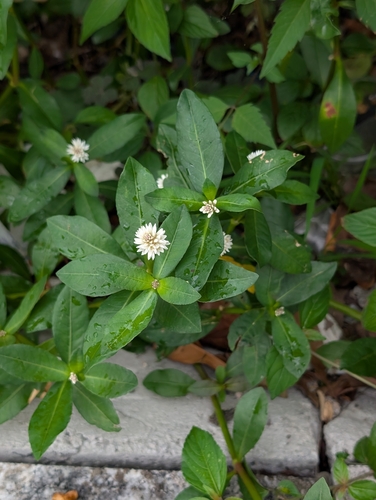 Alligatorweed