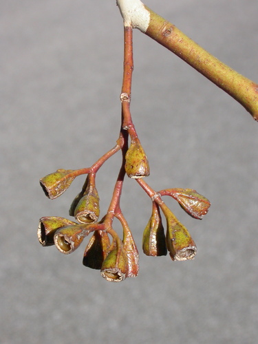 Eucalyptus fergusonii R.T.Baker 2