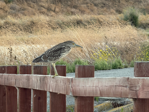 iNaturalist image