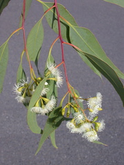 Eucalyptus dura
