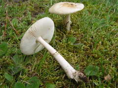 Amanita multisquamosa