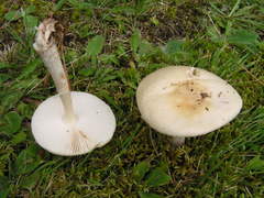 Amanita multisquamosa