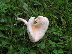 Amanita multisquamosa