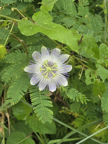 Passiflora hibiscifolia (Passiflora hibiscifolia)