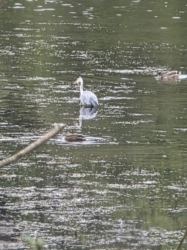 iNaturalist image