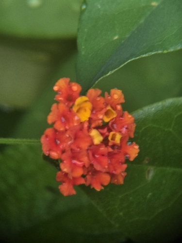 Gobernadora (Lantana camara)