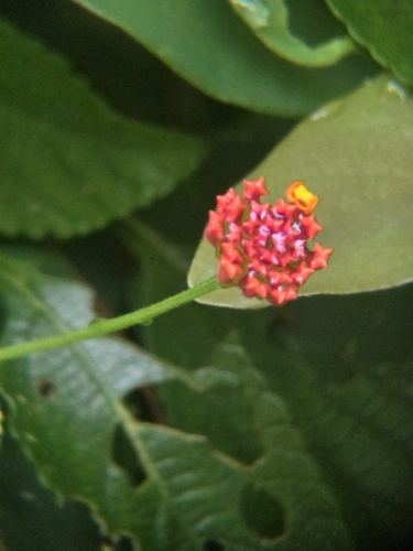 Gobernadora (Lantana camara)