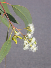 Eucalyptus dura
