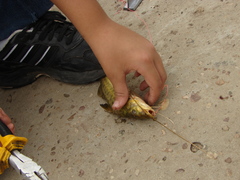 Pimelodus maculatus