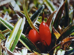 Astelia linearis