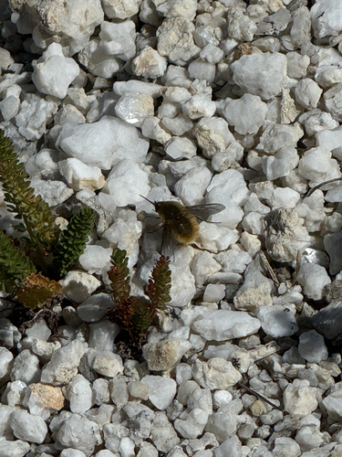 iNaturalist observation photo of Bombyliinae
