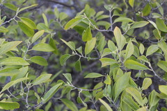 Neopringlea integrifolia