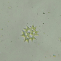 Pediastrum duplex