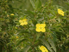 Ludwigia elegans