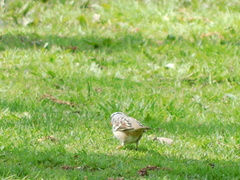 Zonotrichia leucophrys