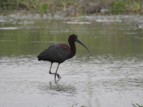 iNaturalist image