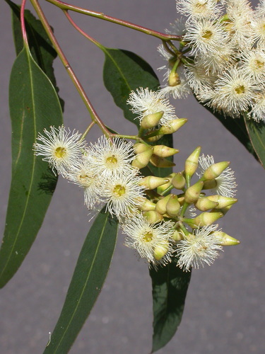 Eucalyptus fracta 3
