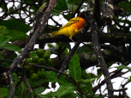 Village Weaver