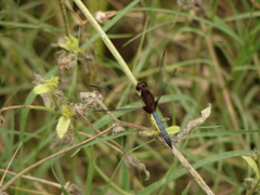 Erythrodiplax melanorubra