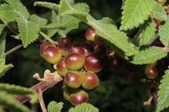 Bursera palmeri
