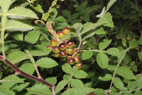 Bursera palmeri, photograph 1