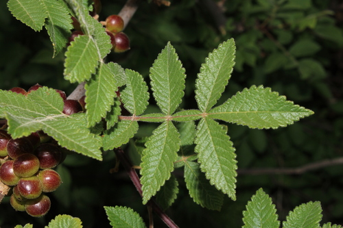 Bursera palmeri, photograph 3