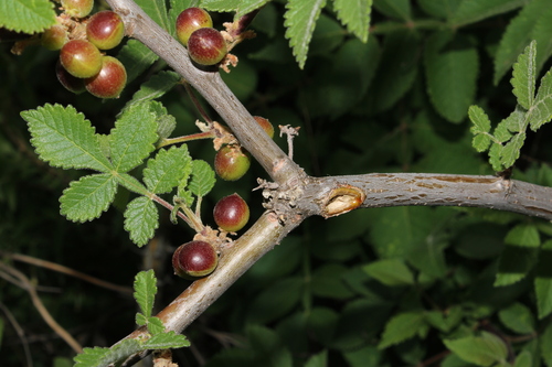 Bursera palmeri, photograph 4