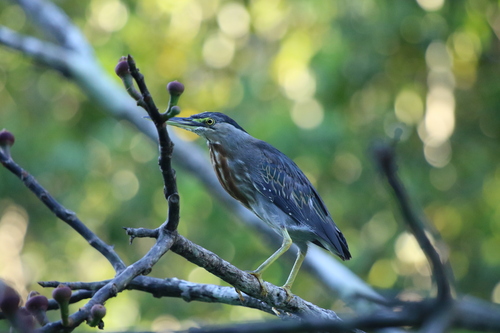 iNaturalist image