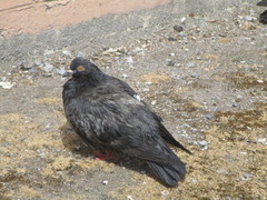 Columba livia domestica