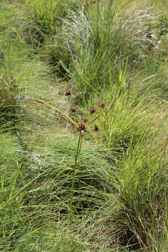 Cyperus congestus
