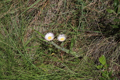 Helichrysum adenocarpum, photograph (c) Tony Rebelo, some rights reserved (CC BY-SA)