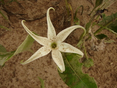 Jaborosa integrifolia
