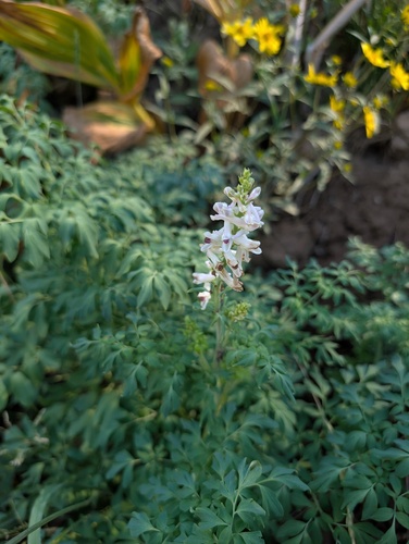 Corydalis caseana, photograph 4