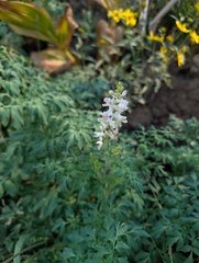 Corydalis caseana, photograph (c) Alissa Iverson, some rights reserved (CC BY)