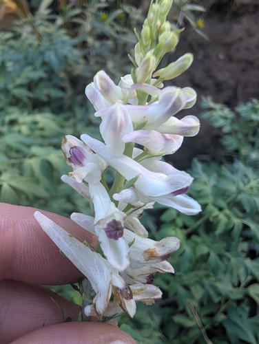 Corydalis caseana, photograph 3