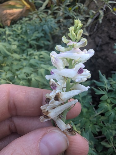 Corydalis caseana, photograph 5
