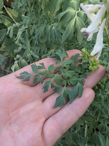 Corydalis caseana, photograph 6