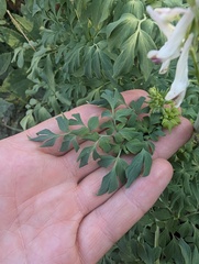 Corydalis caseana, photograph (c) Alissa Iverson, some rights reserved (CC BY)