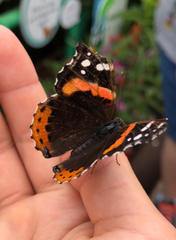 Vanessa atalanta image