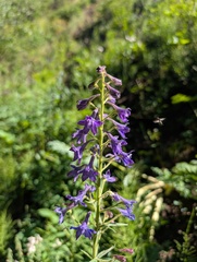Delphinium barbeyi, photograph (c) Alissa Iverson, some rights reserved (CC BY)