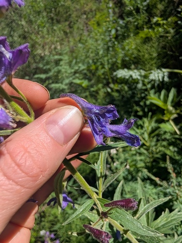 Delphinium barbeyi, photograph 1