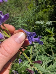 Delphinium barbeyi