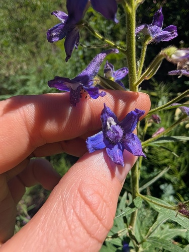 Delphinium barbeyi, photograph 2