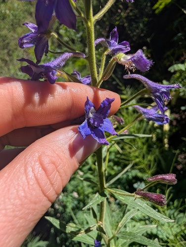 Delphinium barbeyi, photograph 3