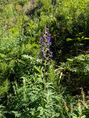 Delphinium barbeyi, photograph (c) Alissa Iverson, some rights reserved (CC BY)