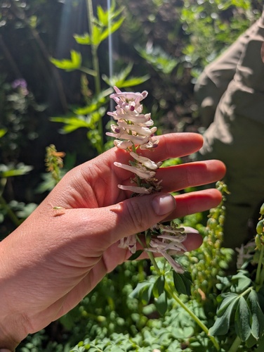 Corydalis caseana, photograph 1